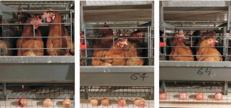 Intelligent Poultry Farming System for Automated Operations*
