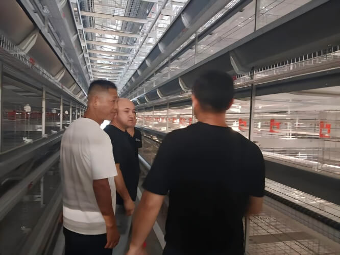 Turnkey poultry farming systems: incubation, egg grading, cage rearing, and facility construction