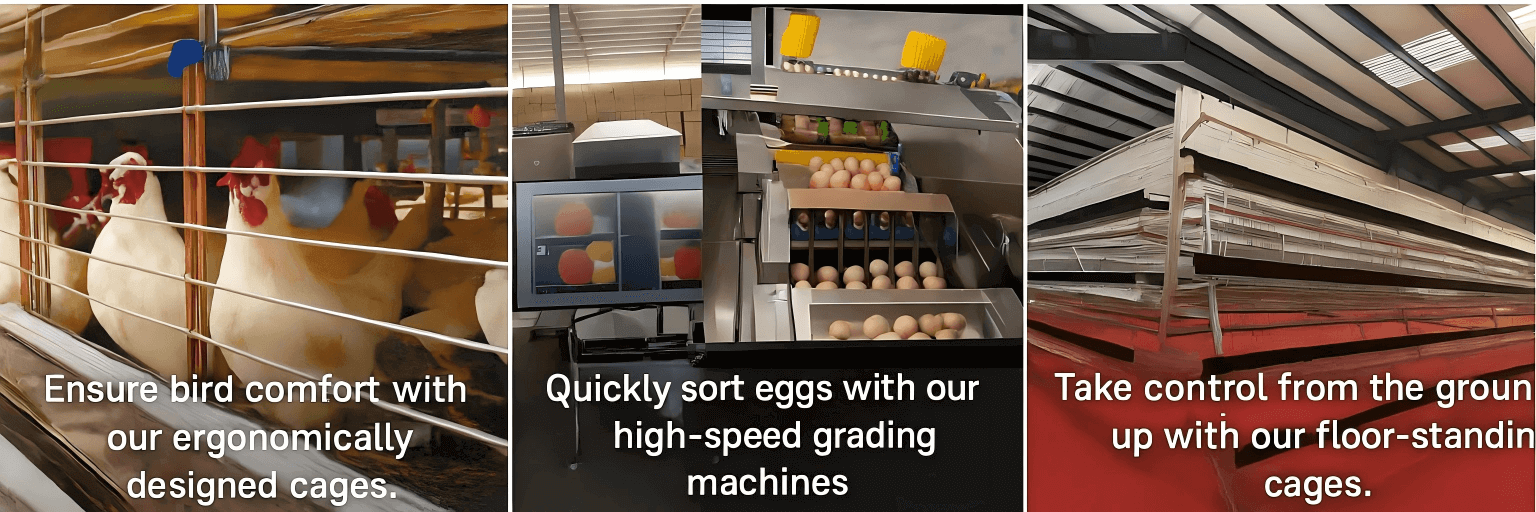 Buy Intelligent Automated Poultry Cage Systems for Sale