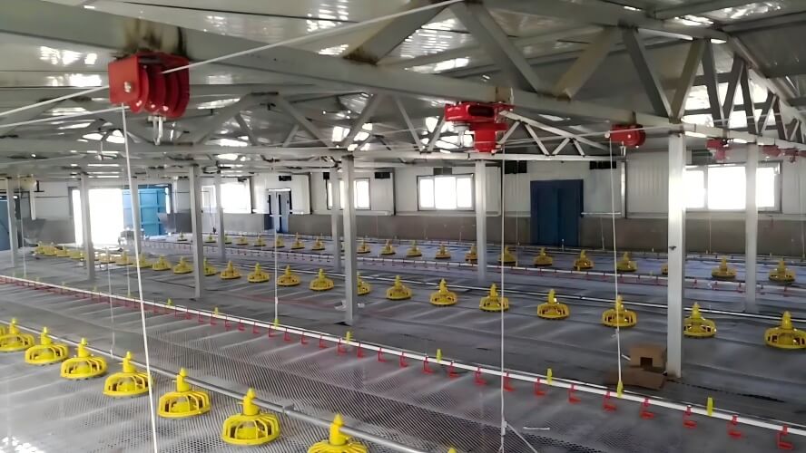 Automated Poultry Farm Solutions | Integrated Egg Grading & Packing