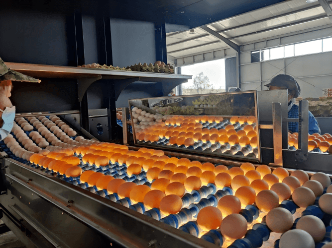 Upgrade Your Poultry Operation with Advanced Egg Grading & Sorting Machines