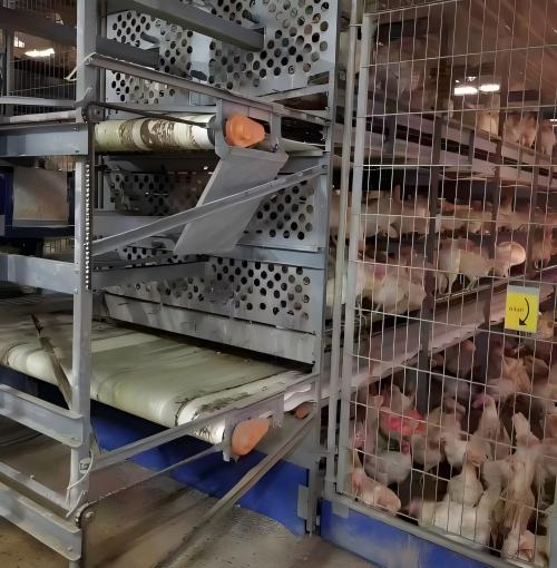 Fully automatic feeding, drinking, egg collection, manure removal and climate control, reducing labor and management costs.   Turn-key projects from house design to installation and commissioning, helping you meet European welfare and food safety requirements