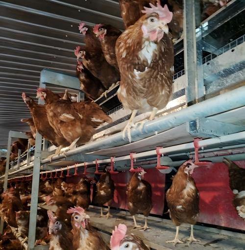 EU Welfare Enriched Layer Cages & Fully Automatic Farming System​ ：“EU-Standard Cage-Free Layer Systems”