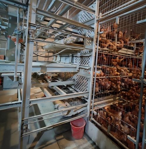 EU Welfare Enriched Layer Cages & Fully Automatic Farming System​ ：“EU-Standard Cage-Free Layer Systems”
