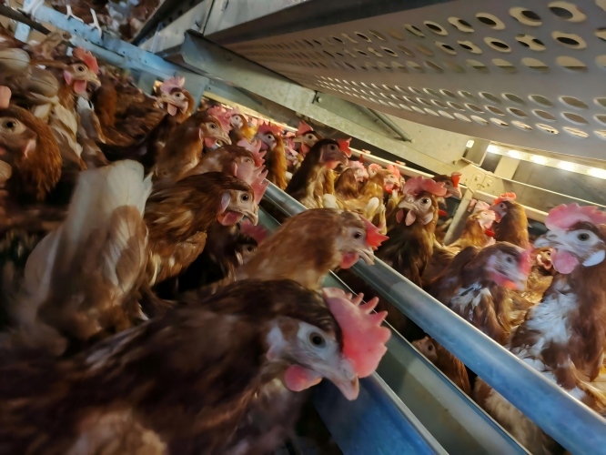 Submit your farm size in one minute to receive a European welfare cage proposal and reference price. “EU-Standard Cage-Free / Welfare Layer Systems”