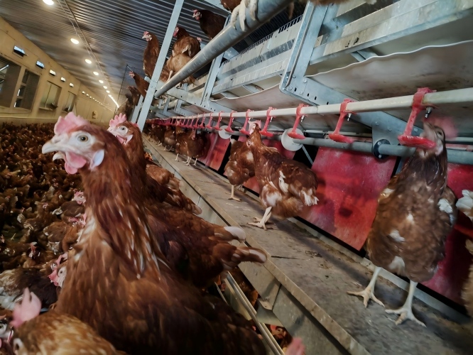 Open welfare cage solutions for Europe and global markets, dedicated to premium cage-free layer farming.