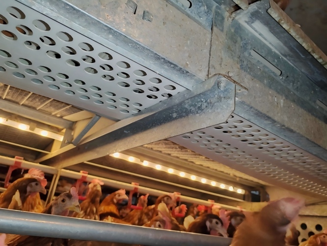 Open welfare cage solutions for Europe and global markets, dedicated to premium cage-free layer farming.