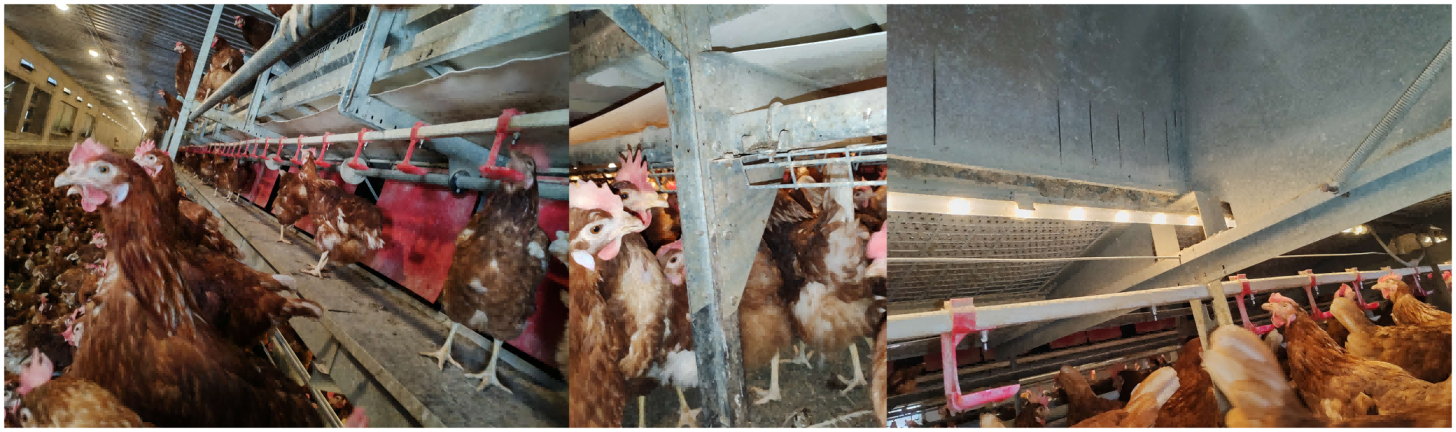 EU-Compliant Cage-Free Poultry Systems